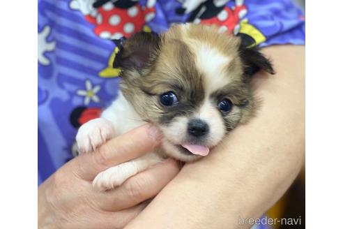 成約済の神奈川県のチワワ(ロングコート)-179996の54枚目