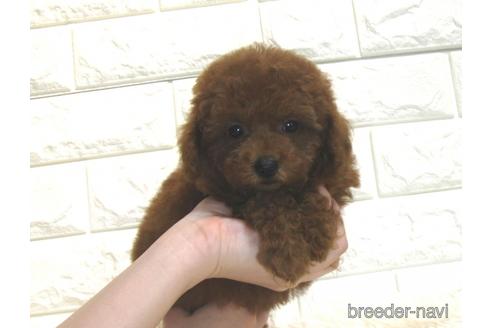 成約済の茨城県のトイプードル-181012の5枚目