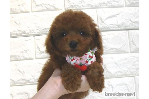 成約済の茨城県のトイプードル-181012の1枚目