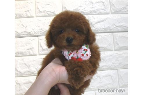 成約済の茨城県のトイプードル-181012の2枚目