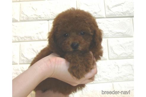 成約済の茨城県のトイプードル-181012の3枚目