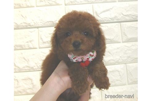 成約済の茨城県のトイプードル-181012の4枚目