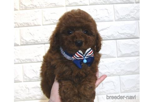 成約済の茨城県のトイプードル-181015の5枚目