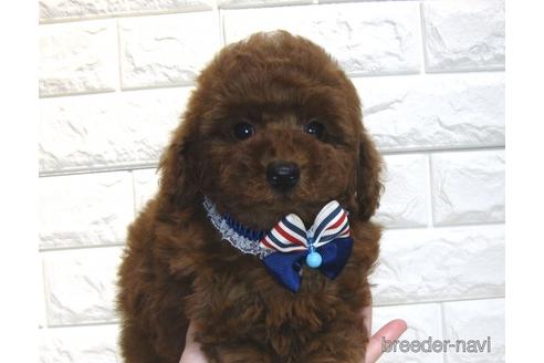 成約済の茨城県のトイプードル-181015の1枚目