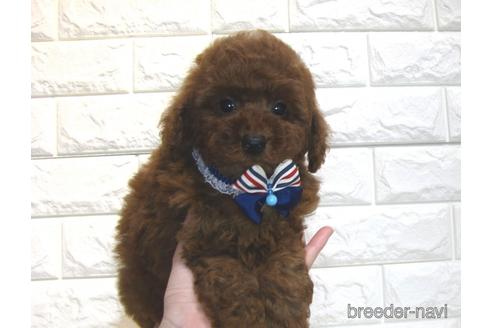 成約済の茨城県のトイプードル-181015の4枚目