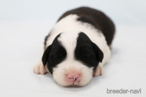 成約済の神奈川県のボーダーコリー-181035の3枚目