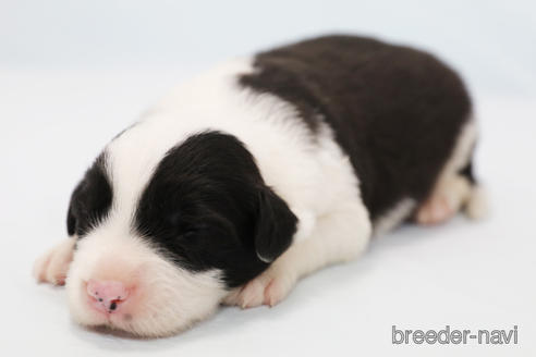 成約済の神奈川県のボーダーコリー-181035の4枚目