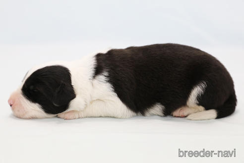 成約済の神奈川県のボーダーコリー-181035の5枚目