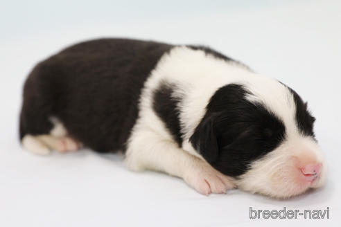 成約済の神奈川県のボーダーコリー-181035の6枚目