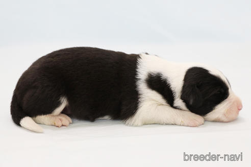 成約済の神奈川県のボーダーコリー-181035の7枚目