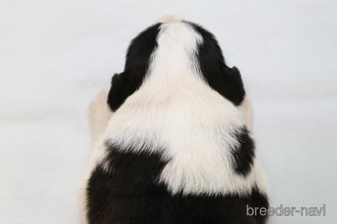 成約済の神奈川県のボーダーコリー-181035の8枚目