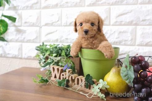 成約済の滋賀県のトイプードル-179096