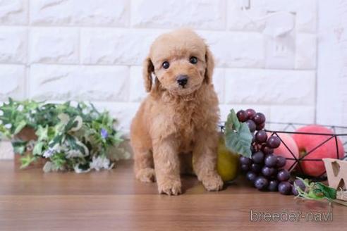 成約済の滋賀県のトイプードル-179096の7枚目