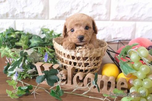 成約済の滋賀県のトイプードル-179096の3枚目