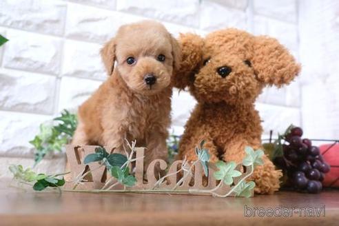 成約済の滋賀県のトイプードル-179098