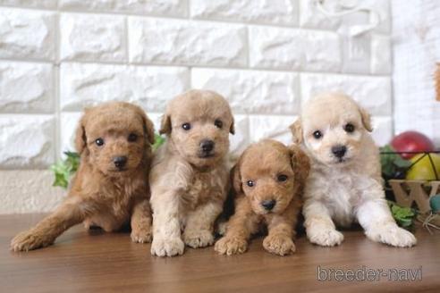 成約済の滋賀県のトイプードル-179098の4枚目