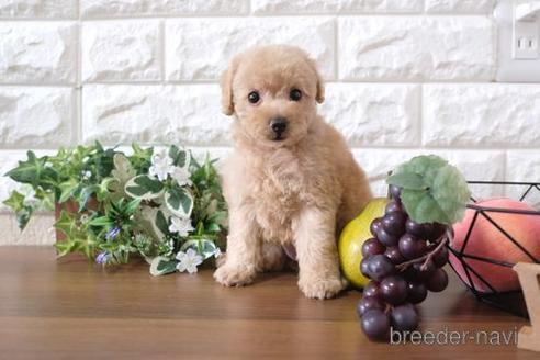 成約済の滋賀県のトイプードル-179099
