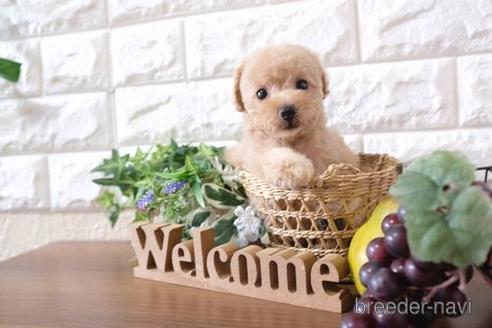 成約済の滋賀県のトイプードル-179099の7枚目