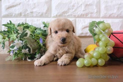 成約済の滋賀県のトイプードル-179099の3枚目