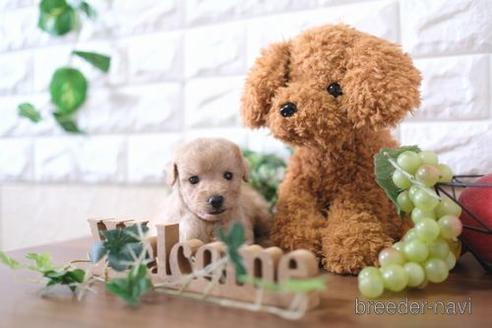 成約済の滋賀県のトイプードル-179099の2枚目