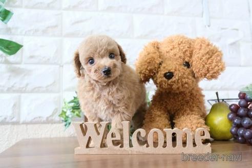 成約済の滋賀県のトイプードル-179101