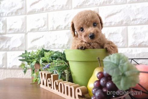 成約済の滋賀県のトイプードル-179101の7枚目