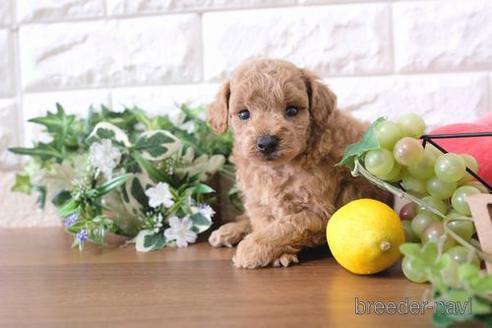 成約済の滋賀県のトイプードル-179101の3枚目