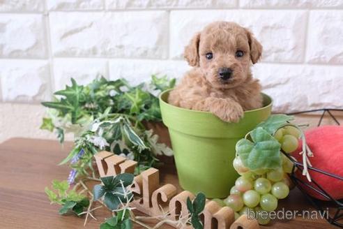 成約済の滋賀県のトイプードル-179101の2枚目