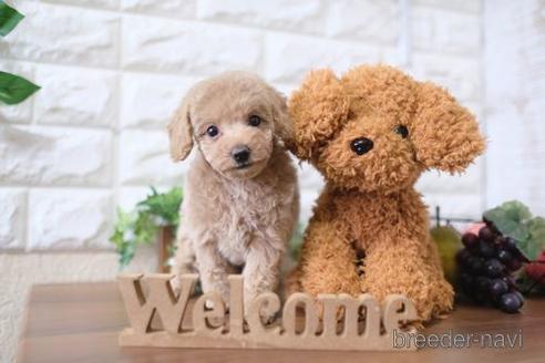 成約済の滋賀県のトイプードル-179102の1枚目