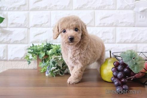 成約済の滋賀県のトイプードル-179102の7枚目