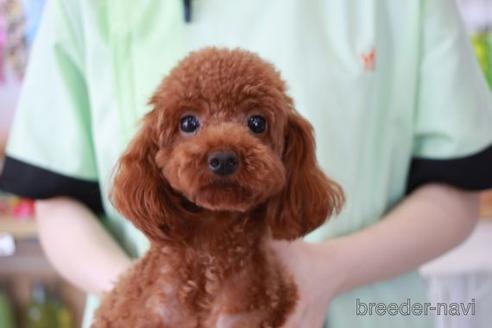 成約済の滋賀県のトイプードル-179102の5枚目