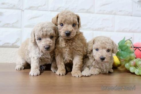 成約済の滋賀県のトイプードル-179102の4枚目