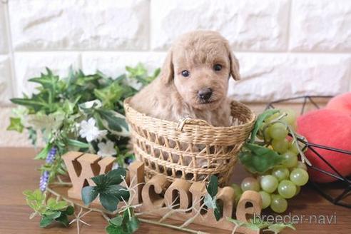 成約済の滋賀県のトイプードル-179102の3枚目