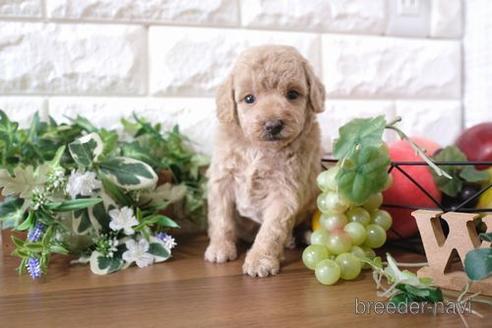 成約済の滋賀県のトイプードル-179102の2枚目