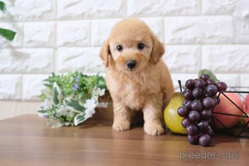 成約済の滋賀県のトイプードル-179110の7枚目
