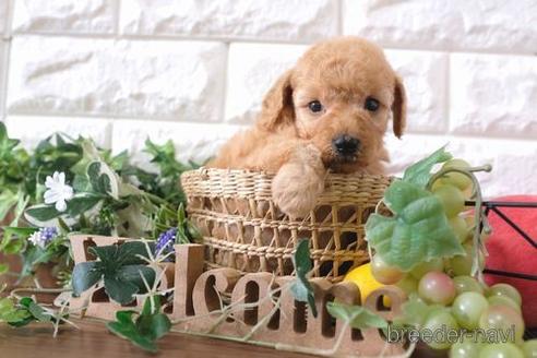 成約済の滋賀県のトイプードル-179110の3枚目