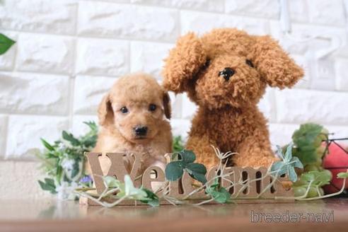 成約済の滋賀県のトイプードル-179110の2枚目