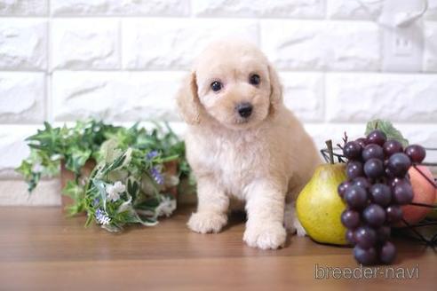 成約済の滋賀県のトイプードル-179111の1枚目