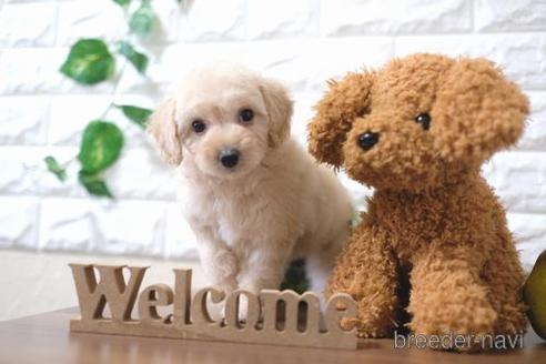 成約済の滋賀県のトイプードル-179111の7枚目