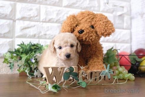 成約済の滋賀県のトイプードル-179111の3枚目