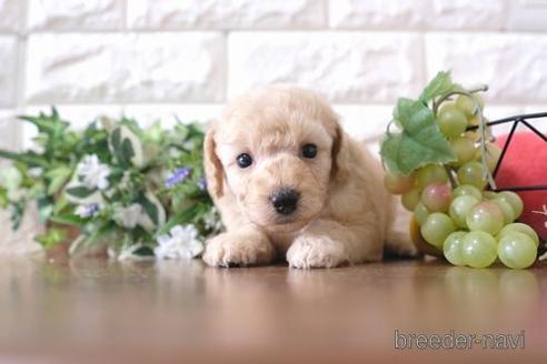 成約済の滋賀県のトイプードル-179111の2枚目