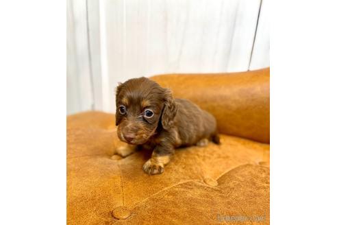 成約済の福岡県のカニンヘンダックスフンド(ロングヘアード)-177034の7枚目