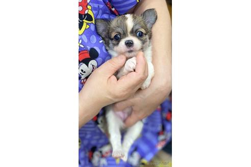成約済の神奈川県のチワワ(ロングコート)-179997の52枚目