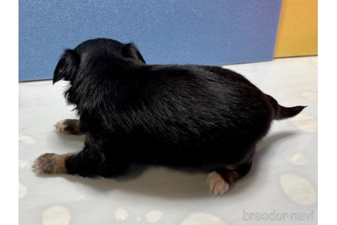 成約済の滋賀県のチワワ(ロングコート)-181100の13枚目