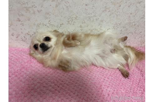 成約済の新潟県のチワワ(ロングコート)-181104の6枚目