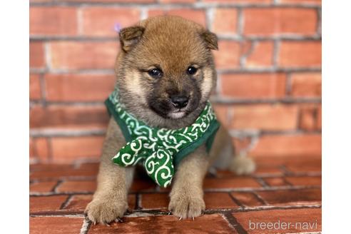 成約済の福岡県の豆柴-181106