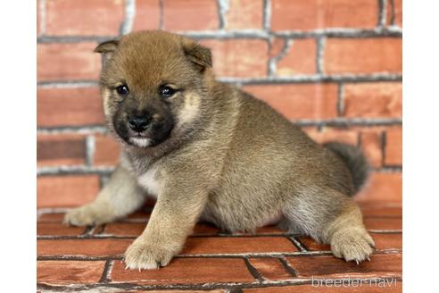成約済の福岡県の豆柴-181106の3枚目