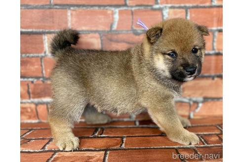 成約済の福岡県の豆柴-181106の4枚目