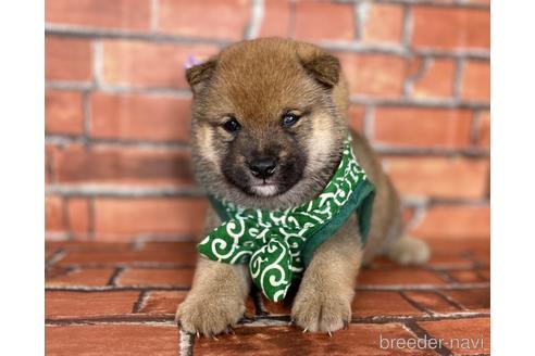 成約済の福岡県の豆柴-181106の2枚目