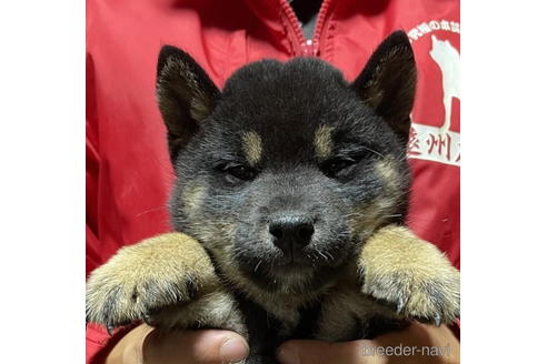 成約済のの柴犬-181128